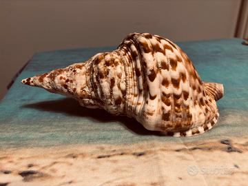 Conchiglia di Tritone - Charonia Tritons