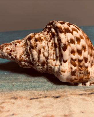 Conchiglia di Tritone - Charonia Tritons