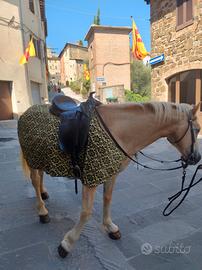 Cavallo haflinger