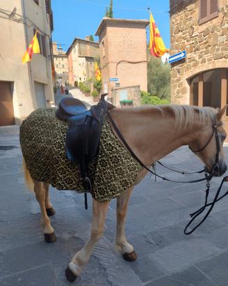 Cavallo haflinger