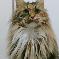 Maine coon