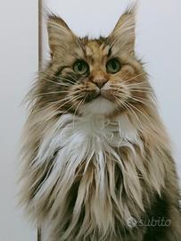 Maine coon