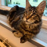 Maine Coon maschio