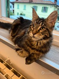 Maine Coon maschio