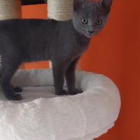 Certosino con pedigree