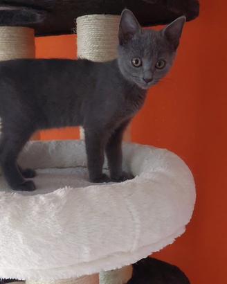 Certosino con pedigree