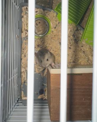 Cuccioli di orsetto russo