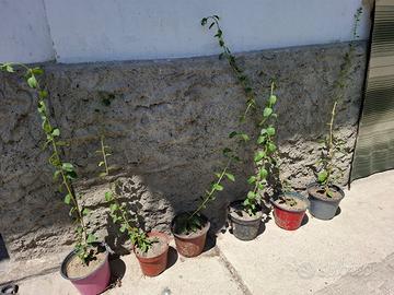 Piante di bacche di goji