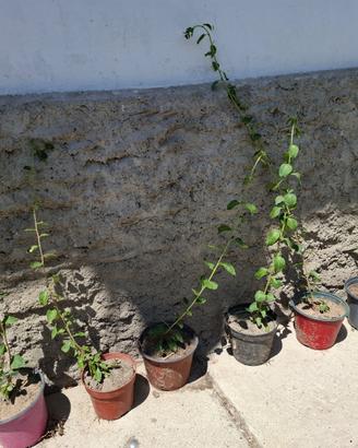 Piante di bacche di goji