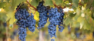 GRATIS Vigneto in comodato (Tovo San Giacomo-SV)