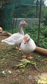 Coppia oche Franconia