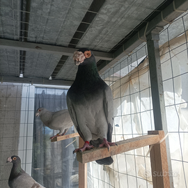 Colombi viaggiatori da esposizione