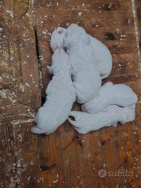 Cuccioli da tartufo