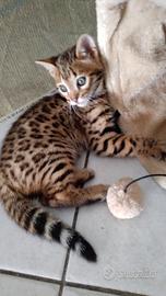 Gatto bengala