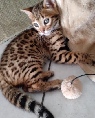 Gatto bengala