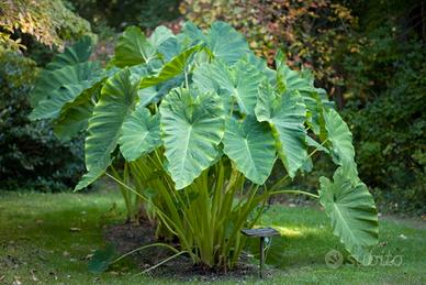 Colocasia pianta da giardino/palustri da laghetto