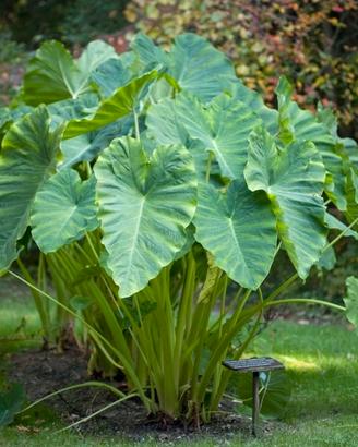 Colocasia pianta da giardino/palustri da laghetto