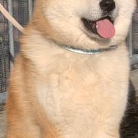 Akita Inu disponibile per monta