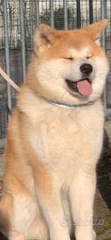 Akita Inu disponibile per monta