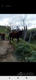 BARDOTTA incrocio tra Cavallo e Mulo