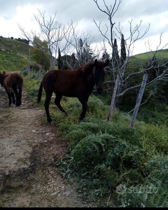 BARDOTTA incrocio tra Cavallo e Mulo