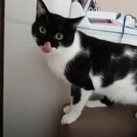 GATTO ADULTO razza european