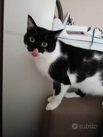 GATTO ADULTO razza european