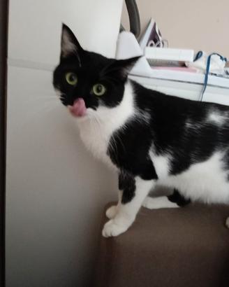 GATTO ADULTO razza european