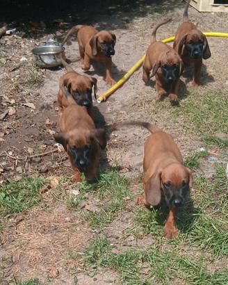 Cuccioli di Segugio Bavarese