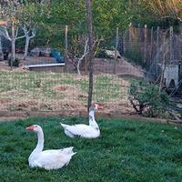 Coppia di oche (oci, loci)