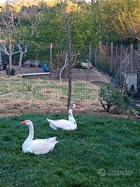 Coppia di oche (oci, loci)