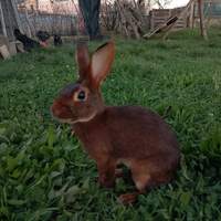 Coniglio razza lepre belga