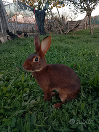 Coniglio razza lepre belga