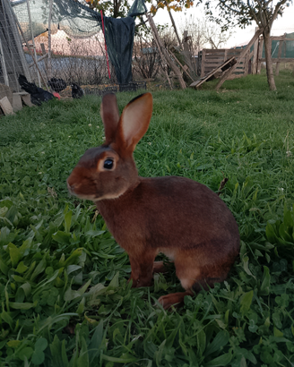 Coniglio razza lepre belga