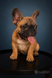 bulldog francesi 