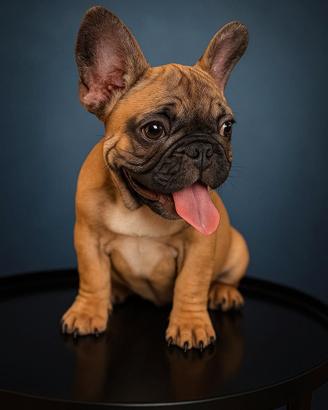 bulldog francesi 