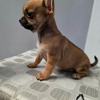 Chihuahua pelo corto con pedigree enci