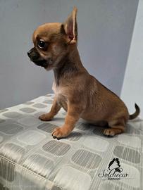 Chihuahua pelo corto con pedigree enci