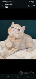 Cucciolo exotic shorthair