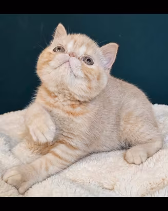Cucciolo exotic shorthair