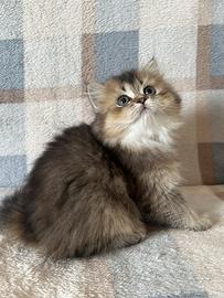 Scottish straight longhair