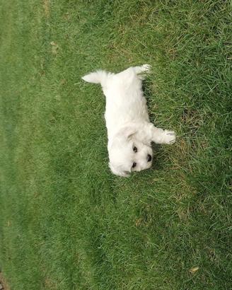 Maltese toy