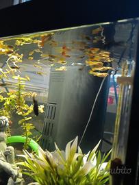 Guppy