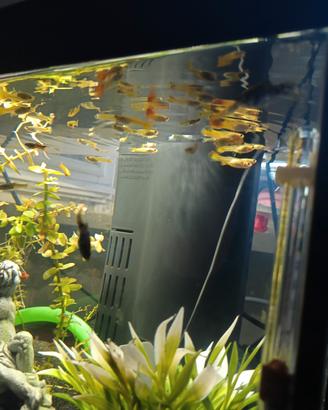 Guppy