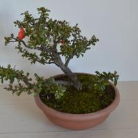 BONSAI CHAENOMELES CHOJUBAI SHOHIN
