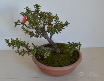 BONSAI CHAENOMELES CHOJUBAI SHOHIN