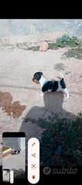 Cuccioli jack Russell
