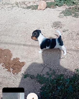 Cuccioli jack Russell