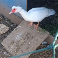 Coppia di papere Muta