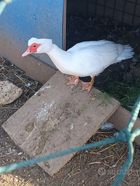 Coppia di papere Muta